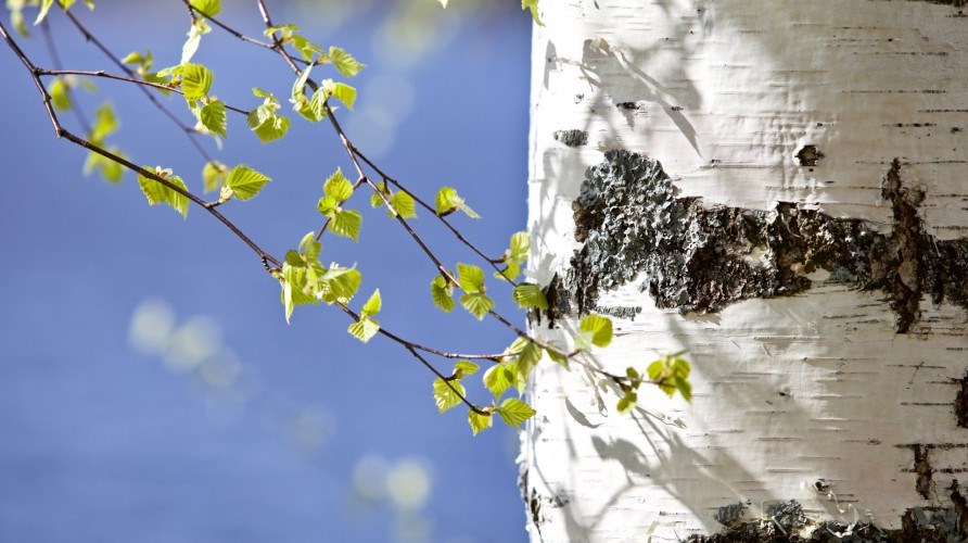 Birkestamme og blade.